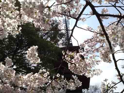 sakura and the five-story pagoda