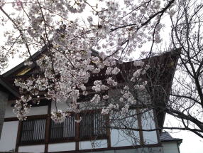 cherry blossoms and the main hall