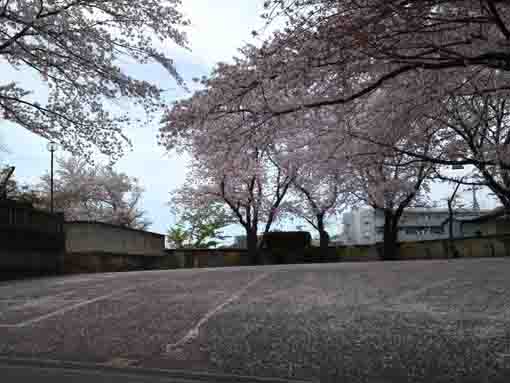 平成29年妙正寺の桜の花びらの絨毯