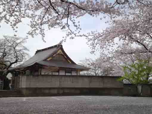 cherry trees in Myoshoji Temple