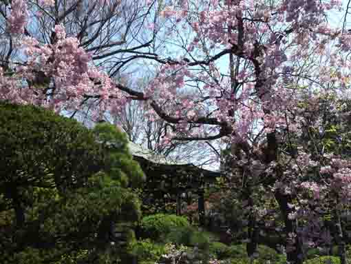 本覚山妙勝寺の枝垂れ桜