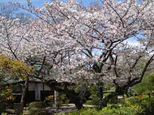 sakura blooming at Ichinoe Nanushi residence