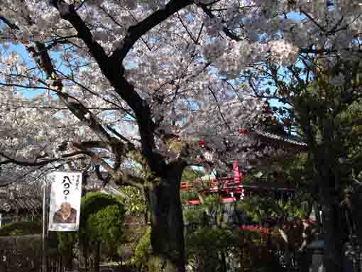 本覚山妙勝寺の鐘楼堂と桜