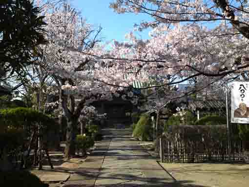 本覚山妙勝寺の参道と桜