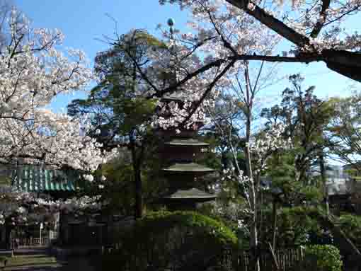 本覚山妙勝寺の五重塔と桜