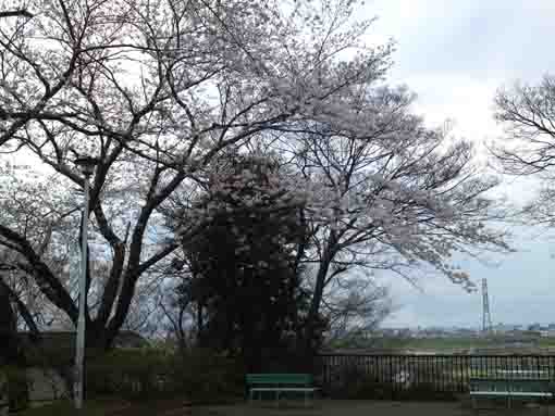 野菊苑から桜越しの眺望