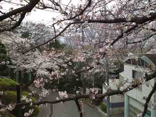 野菊苑の陸橋から望む桜