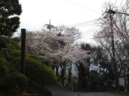 国府台の古戦場の桜