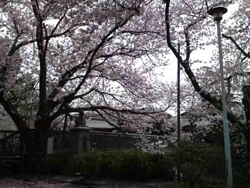 桜に包まれた渋谷金蔵の銅像