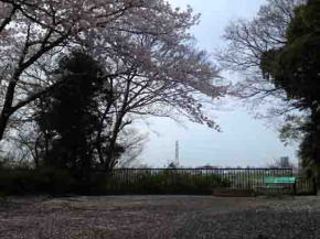 野菊苑展望台の桜