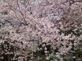 いっぱいの野菊苑の桜