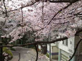 the slope under cherry blossoms