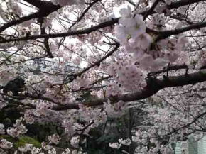 野菊苑歩道橋から桜の眺め