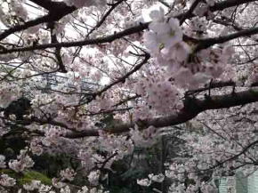 cherry blossoms from the bridge