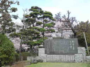 野菊の墓文学碑と桜