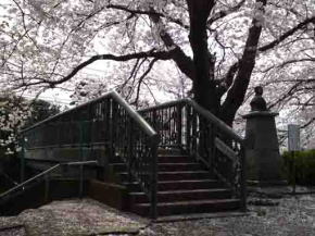 a bridge at Nogikuen  under a  cherry tree