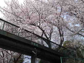 坂上から野菊苑の桜の眺め