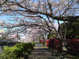 cherry blossoms like a tunnel