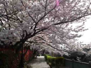 cherry trees lining along the river