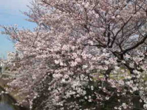 cherry blossoms blooming over the river