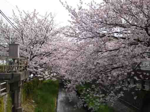 大柏川を覆う満開桜並木