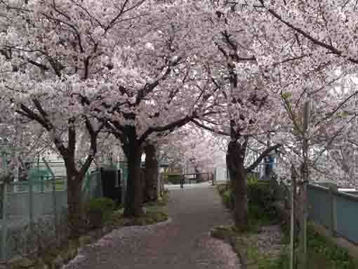 大柏川側道のの桜並木