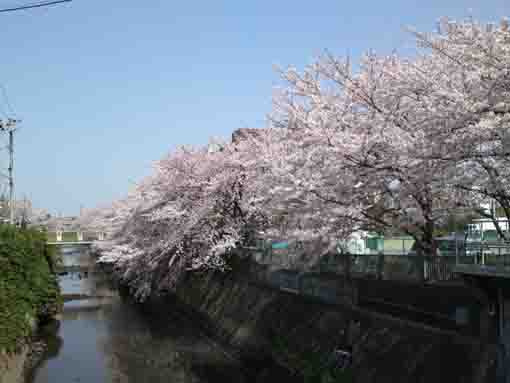 大柏川の桜並木