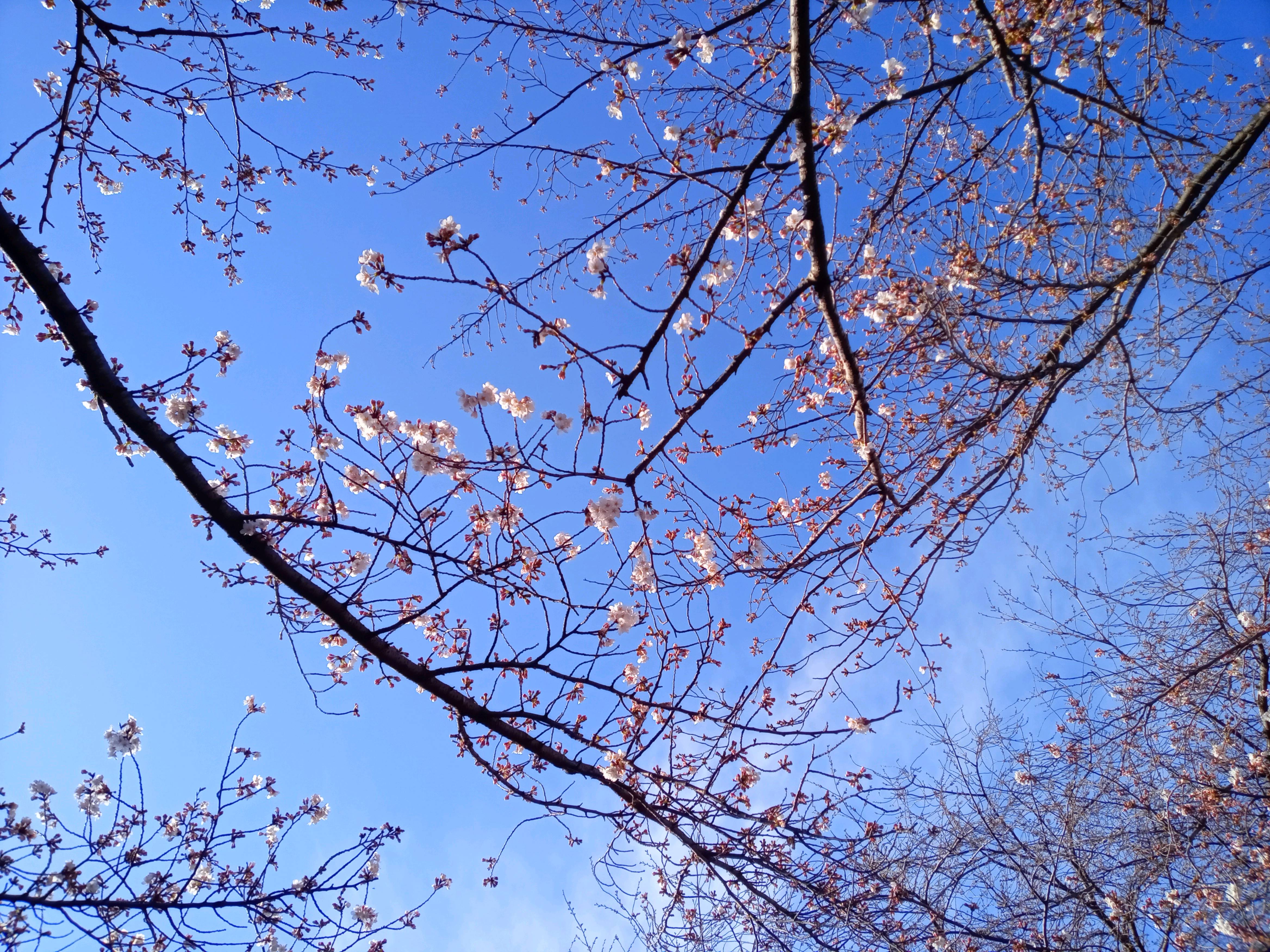 令和５年桜の霊場妙正寺で開花したソメイヨシノ