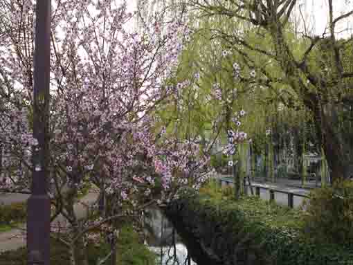 flowers blooming along Sakaigawa river