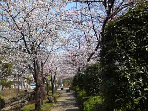 cherry trees along Sakaigawa Ichinoe Park