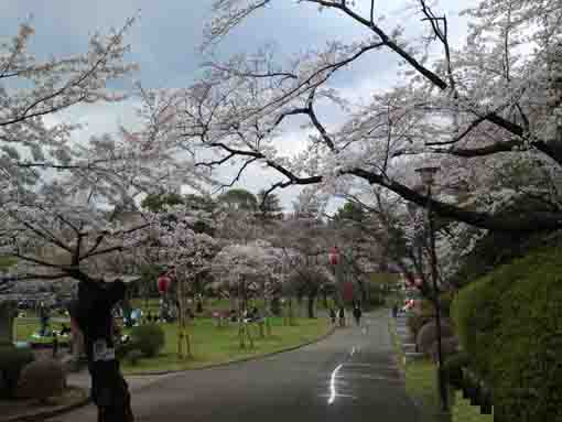 里見公園内の桜並木