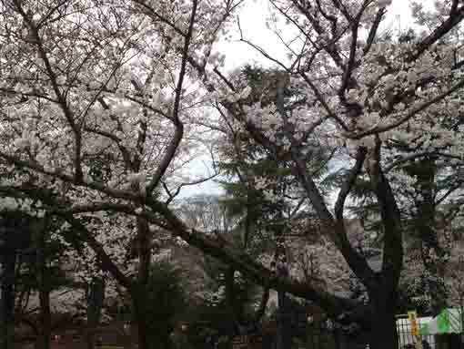 里見公園の桜の花