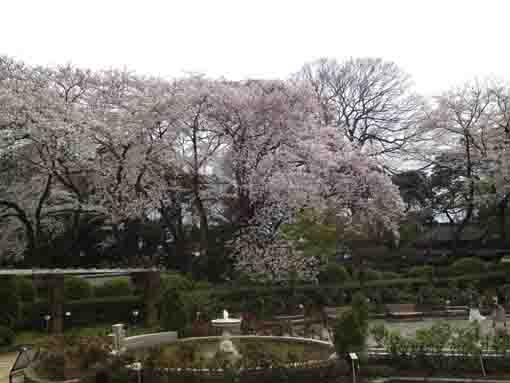 里見公園のバラ園の周りの桜並木