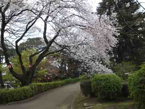 里見公園内小径の桜