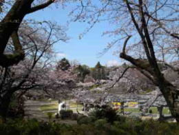 cherry blossoms viewed from the entrance