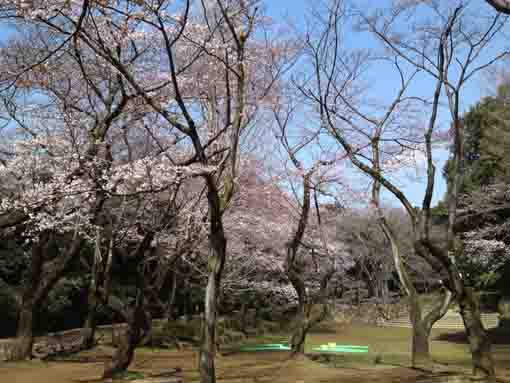 cherry trees over the green