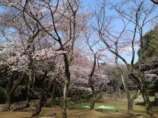 里見公園の梅園２