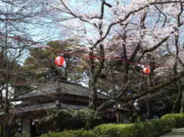 cherry blossoms over the head