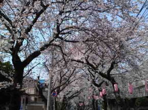 里見公園の河津桜２