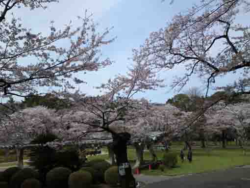 cherry trees viewed from a hill