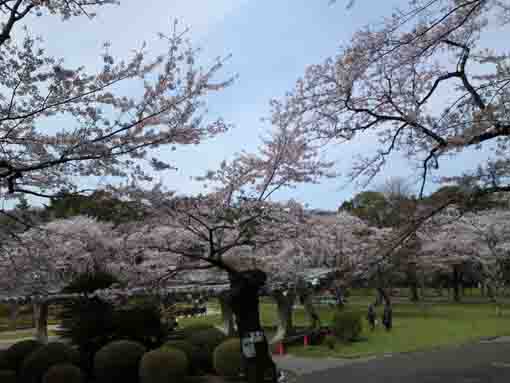 里見公園の河津桜４