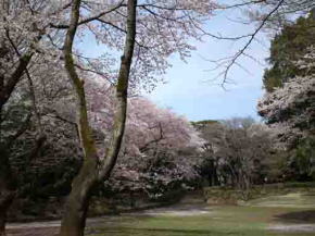 a vallay covered with cherry blossoms