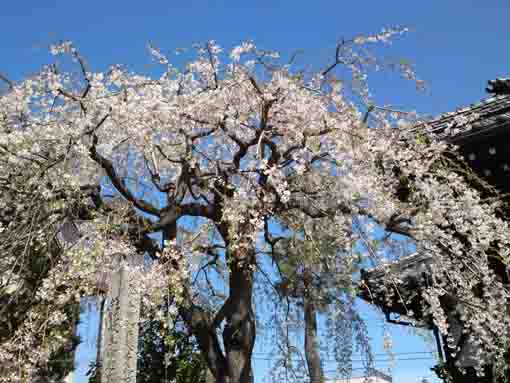 妙法華山宣要寺のしだれ桜