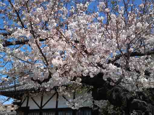 宣要寺本堂と桜