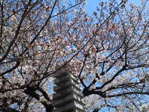 宣要寺石塔と桜