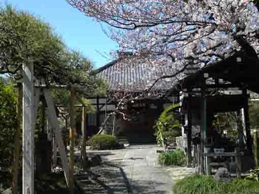 妙法華山宣要寺境内の桜