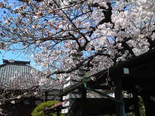 妙法華山宣要寺参道脇の桜