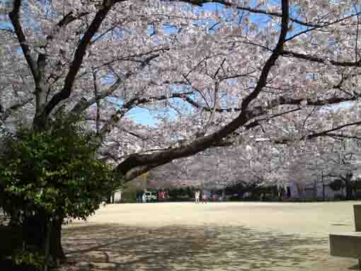 船堀スポーツ公園のグランドを囲む桜