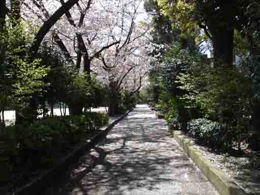 船堀スポーツ公園内脇道の桜並木