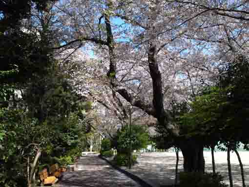 船堀スポーツ公園満開の桜並木